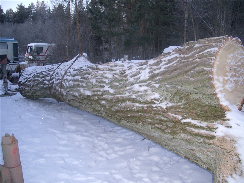 Tack vare Bengt Arne Nilsson fick projektet tag på en ek av mycket hög kvalitet – tillräckligt för alla ekreparationer ombord. Här väntar stocken på transport till sågen. Foto: Thelma1916