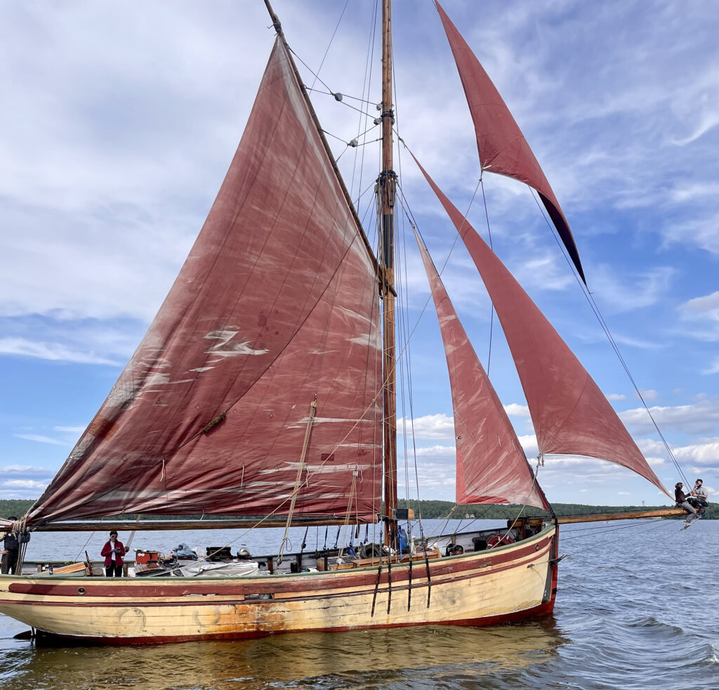 Hajkuttern Gretel. Foto: Måns Jacobsson